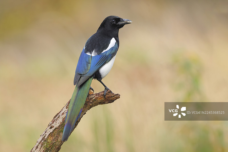 喜鹊（Pica pica）栖息在树枝上，羽毛呈鲜明的蓝、黑、白色，野生动物，鸦科，自然摄影，锡格尔兰，北莱茵-威斯特法伦州，德国图片素材