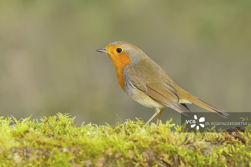 知更鸟（Erithacus rubecula），觅食，冬季喂食，喜欢苔藓，野生动物，鸣禽，动物，鸟类，锡根兰，北莱茵-威斯特法伦州，德国图片素材