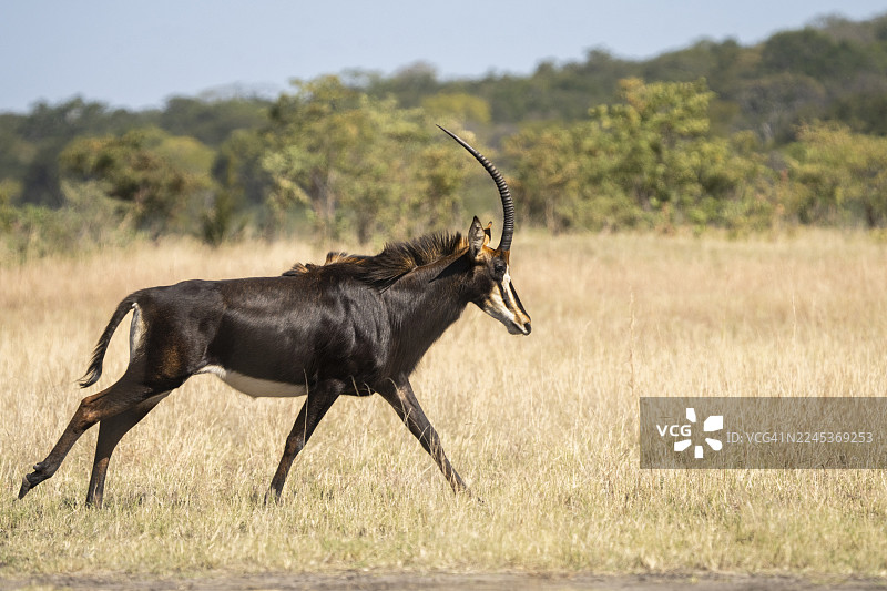黑马羚(Hippotragus niger),侧面视图,动物向右奔跑。乔贝国家公园,博茨瓦纳图片素材