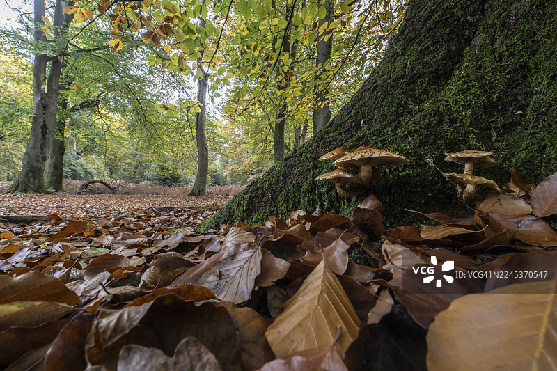 秋季在下萨克森州埃姆斯兰的欧洲金盖蘑菇（Pholiota aurivella）林地图片素材