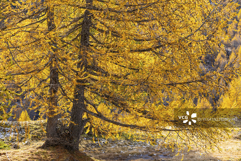 秋天的落叶松(Larix),秋季,蓬特雷西纳,伯尔尼纳山口,恩加丁,格劳宾登,瑞士图片素材