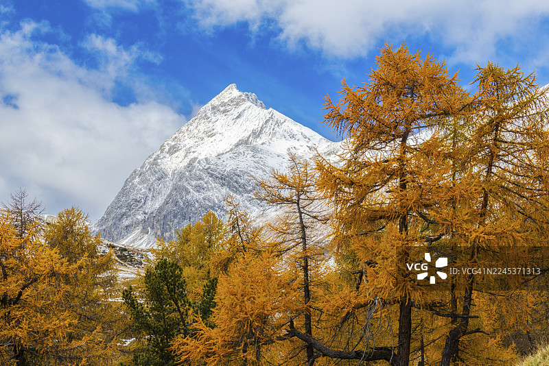 秋季落叶松(Larix)森林,雪山山峰,秋季,于尔奇峰,阿尔布拉山口,恩加丁,格劳宾登,瑞士图片素材