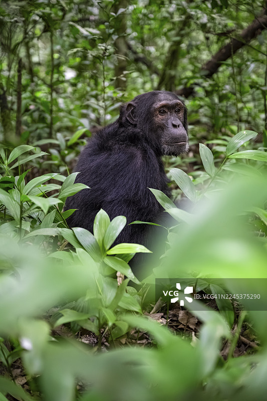 黑猩猩（黑猩猩），雄性，在地面上，位于乌干达基巴莱国家公园的丛林中图片素材