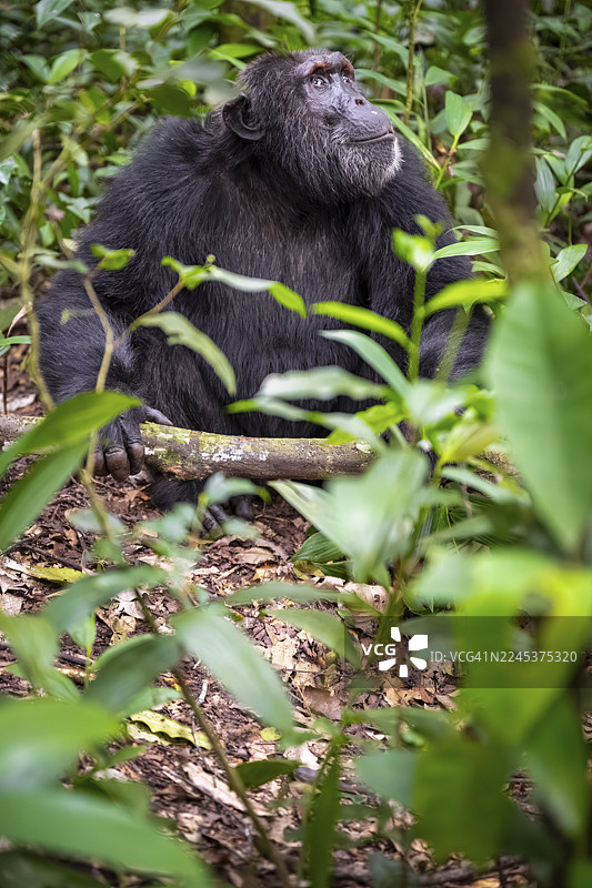 黑猩猩（黑猩猩），雄性，在地面上，位于乌干达基巴莱国家公园的丛林中图片素材