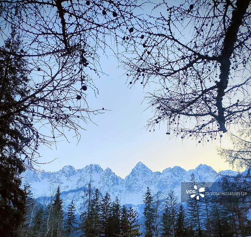黄昏时分，晴朗的天空下，雪山与松树构成了一幅美景图片素材