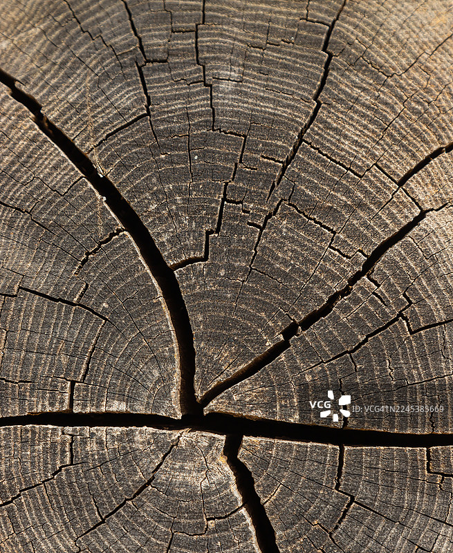 特写镜头展示了树桩详细的年轮和自然裂缝，突出了陈旧木材的纹理和图案图片素材