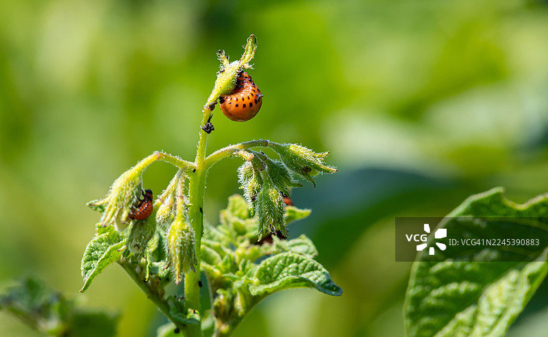 特写镜头：花园里的马铃薯植株上，有科罗拉多马铃薯甲虫成虫和幼虫，突出农业害虫问题图片素材