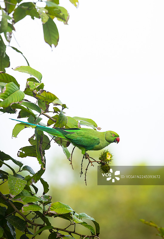 一只生机勃勃的绿鹦鹉栖息在树枝上，正准备吃红毛丹，背景是明亮柔和的虚化效果。图片素材