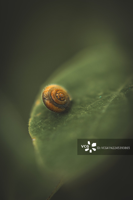 一片生机勃勃的绿叶上，一只微小的蜗牛壳特写，展示了其精美的螺旋图案和细腻的质感图片素材