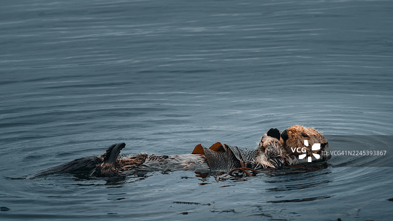 一只海獭仰泳漂浮在平静的水面上，手中拿着海带，周围有柔和的涟漪。图片素材