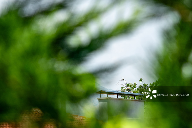 仰视视角，茂密的绿色植物框住了远处的烟囱，一只鸟栖息在树枝上，背景是明亮的天空图片素材