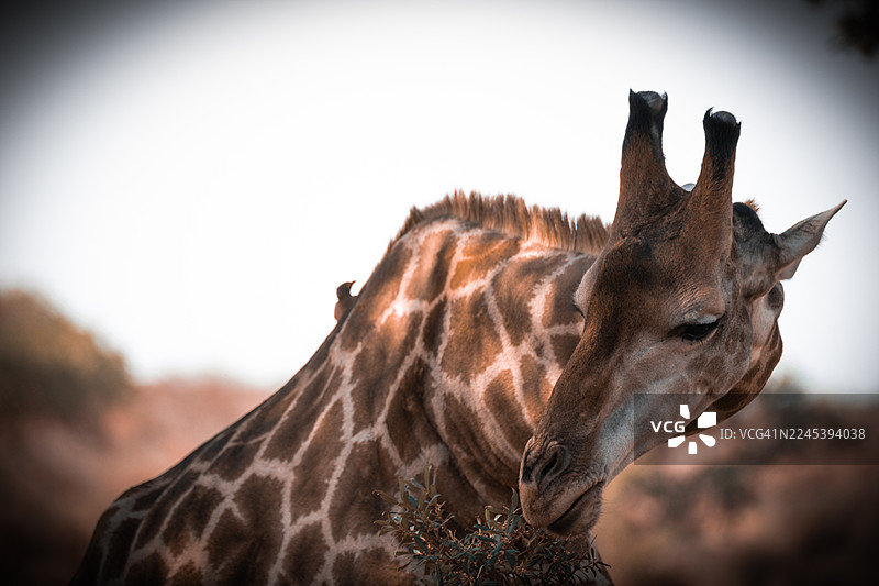 一只小鸟趴在长颈鹿背上，近景特写，背景是晴朗的天空，展现了野生动物的自然栖息地图片素材