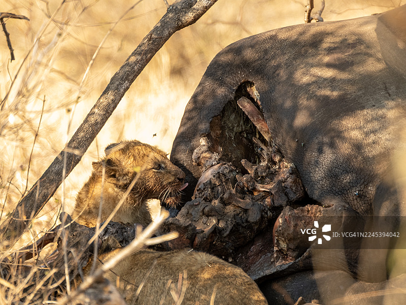 非洲干旱草原上的幼狮在残骸上进食图片素材