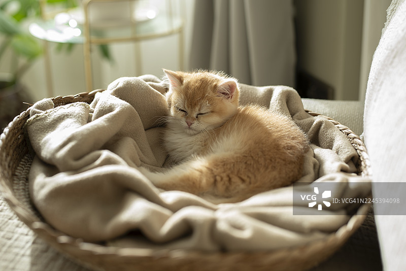 一只可爱乖巧的英国短毛猫幼崽蜷缩在舒适猫窝的毯子上，闭着眼睛在苏格兰爱丁堡一栋房子客厅的沙发上打盹图片素材