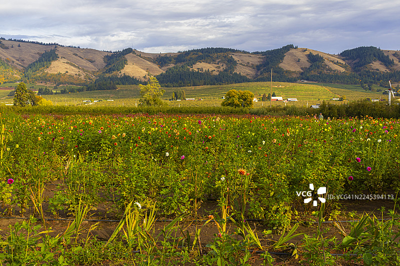 2025年10月16日 风景 - 胡德河，俄勒冈州 001图片素材