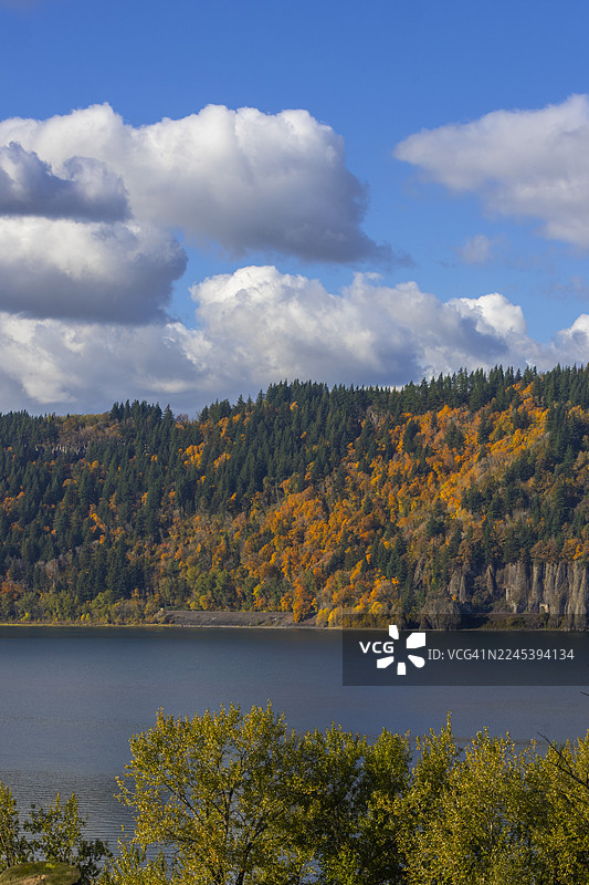 哥伦比亚河谷的秋叶色彩图片素材