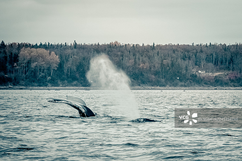 鲸鱼尾巴和喷气孔在海洋中，背景是森林海岸线图片素材