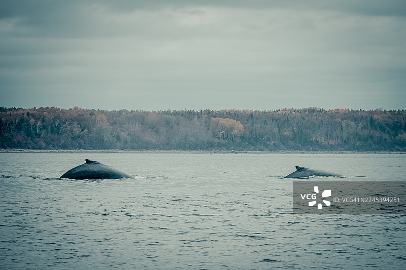 两头座头鲸在广阔的海洋中游弋，背景是森林和多云的天空图片素材