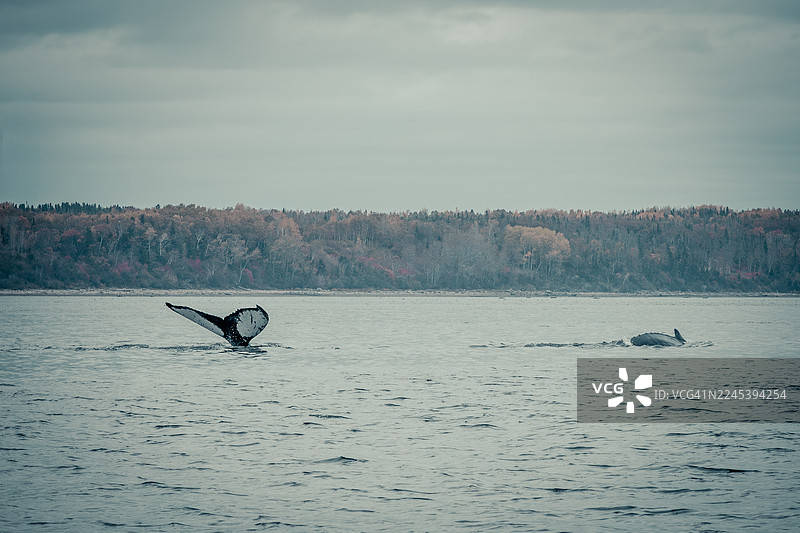 鲸鱼在多云天空下，海岸线有森林的风景优美的海湾中游泳图片素材