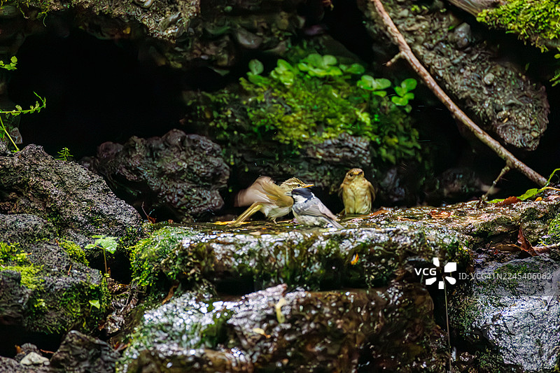 蓝鹟 (Cyanoptila cyanomelana)，橙头鹟 (Ficedula narcissina)，冠纹柳莺 (Phylloscopus coronatus)，煤山雀 (Periparus ater Linnaeus)。一只快乐的蓝色小鸟在泉水中沐浴。野鸟。观鸟，大近（Oodora）。图片素材