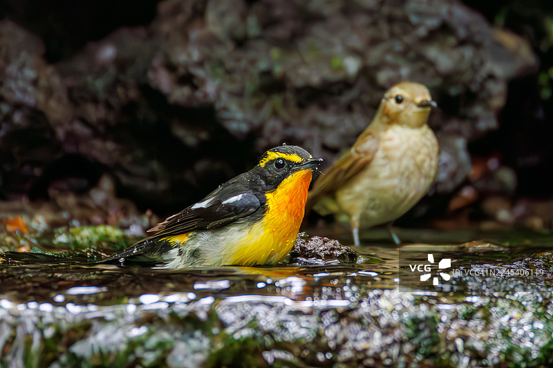 蓝鹟（Cyanoptila cyanomelana，鹟科）。快乐的蓝鸟。仙鹟（Ficedula narcissina）。在泉水中沐浴。野生鸟类。观鸟，日本山梨县富士吉田市大宝春。图片素材