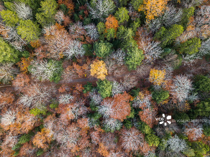 加拿大新不伦瑞克省弗雷德里克顿市奥德尔公园的秋叶色彩图片素材