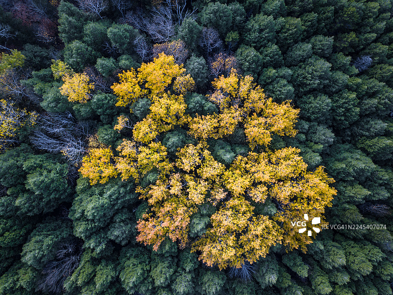 加拿大新不伦瑞克省弗雷德里克顿市奥代尔公园，秋季落叶树与针叶树交织的景象图片素材
