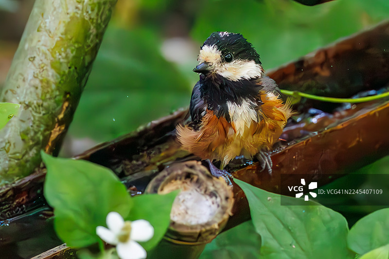 一只可爱的 varie tit (Sittiparus varius,山雀科) 正在扇动翅膀飞离,在水盆中沐浴。地点:日本神奈川县秦野市高滨山公园的权现山鸟类保护区。- 2025。图片素材
