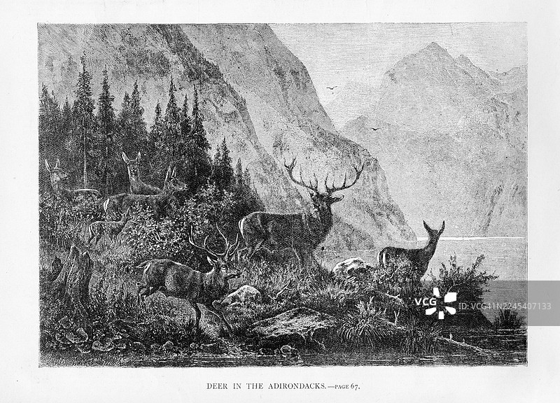 阿迪朗达克山脉的鹿 - 古董雕刻图片素材