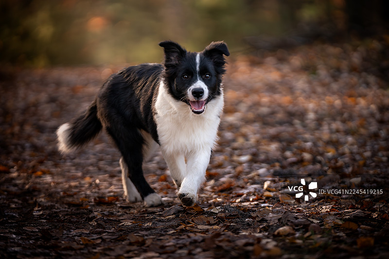 一只年轻的边境牧羊犬在秋季的森林里散步。图片素材