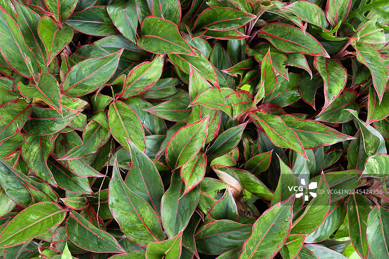 红色的叶子，叶片纹理图片素材