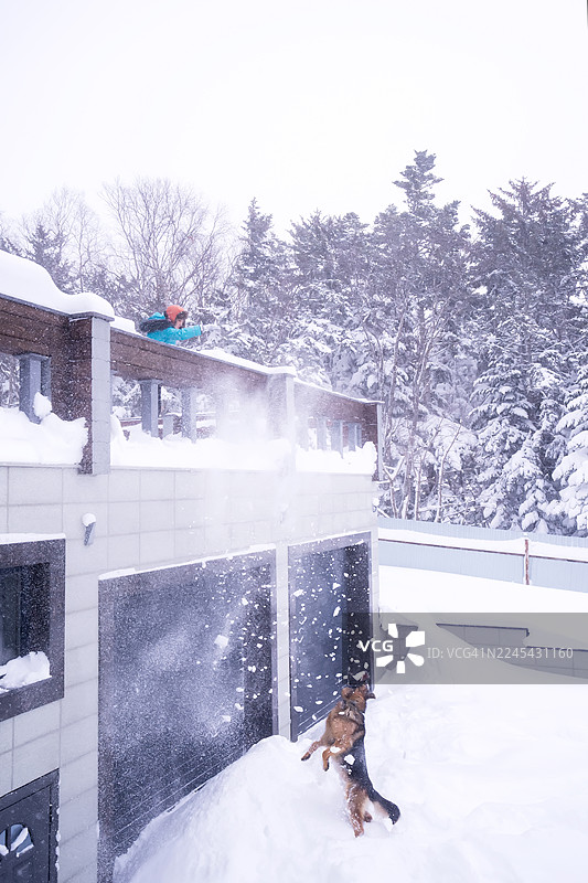一个人在阳台上铲雪，而狗在下面玩耍图片素材