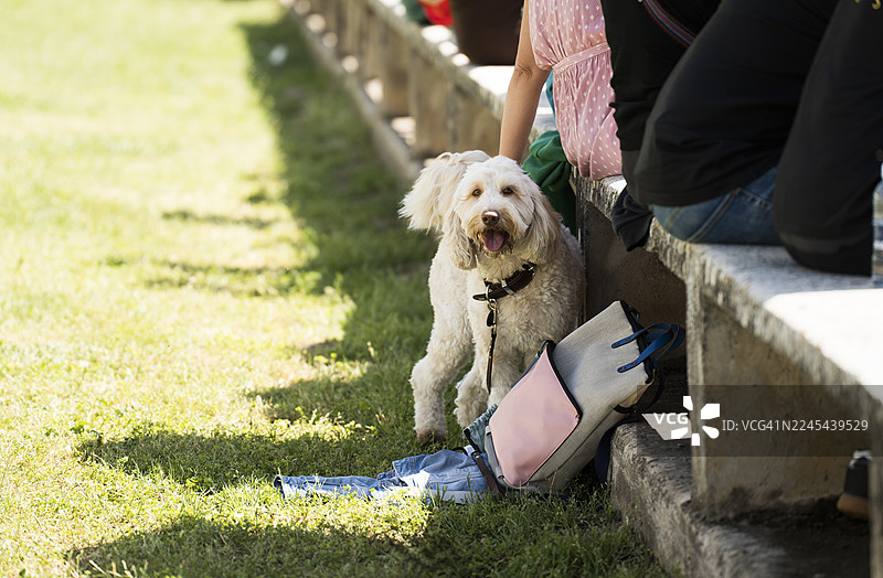 快乐的贵宾犬混种狗坐在公园的草地上图片素材