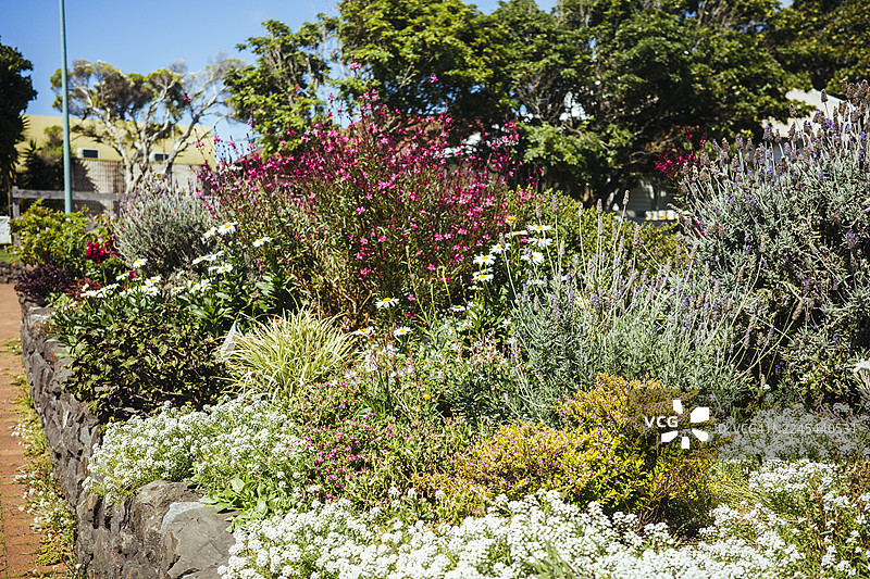 春天盛开的花朵，花园花坛景观设计图片素材