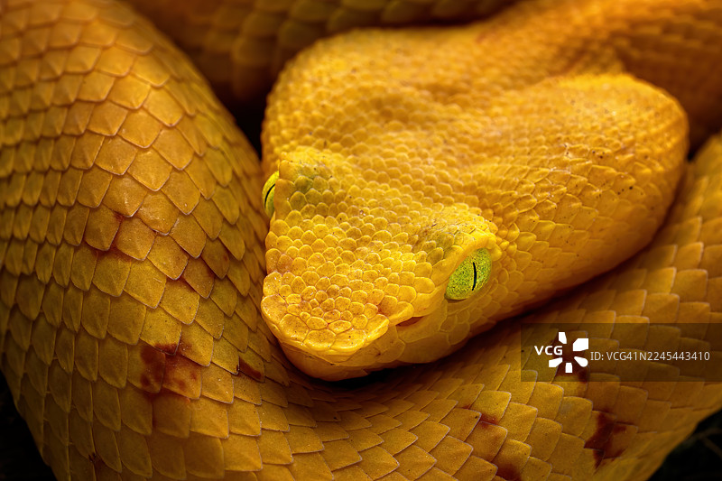 平鼻蝮蛇图片素材