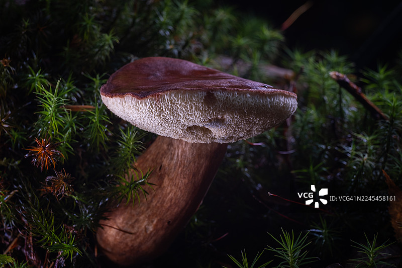 褐绒盖牛肝菌 (Imleria Badia)图片素材