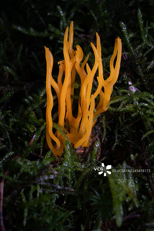 黄色棒状鬼笔（Clavulinopsis helvola）蘑菇图片素材