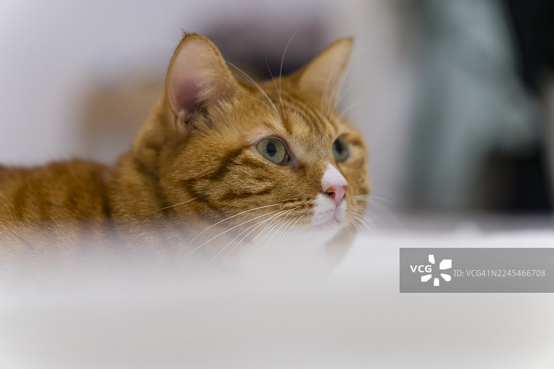 姜黄色的猫在床上。图片素材