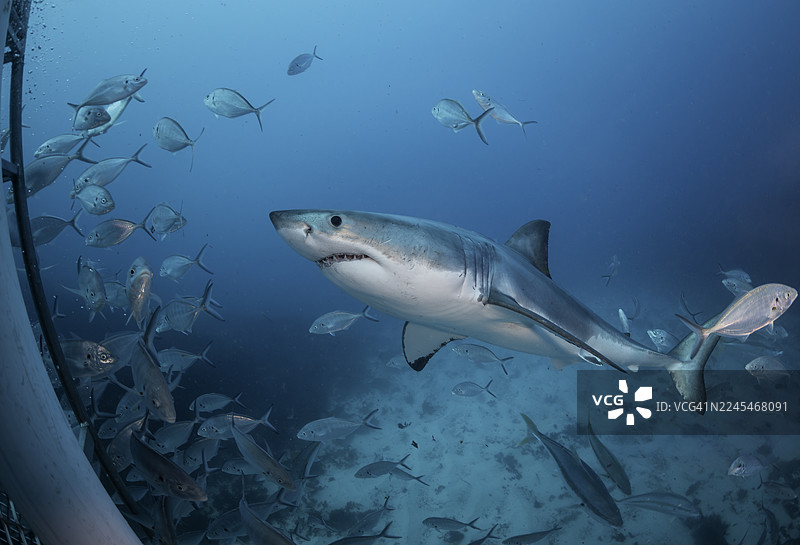 澳大利亚南部的海王星岛附近，大白鲨在海底附近游弋。图片素材