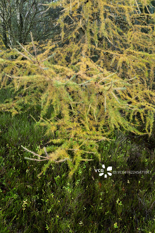 秋季色彩的落叶松树低垂的树枝图片素材