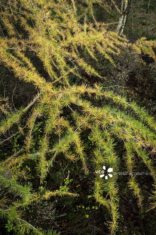 秋色渐染的落叶松低垂的枝条图片素材