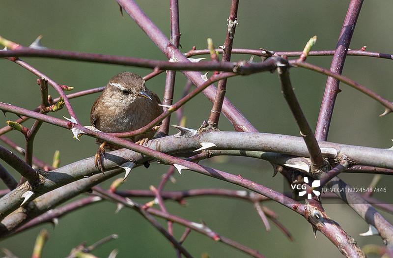 欧亚鹪鹩（Troglodytes troglodytes）在荆棘丛中。图片素材