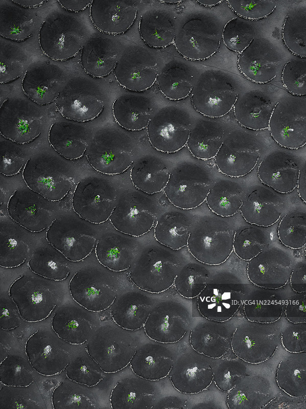 俯视图像，显示藤蔓生长在挖入火山沙的圆锥形孔洞中，位于西班牙加那利群岛兰萨罗特岛的La Geria地区。图片素材