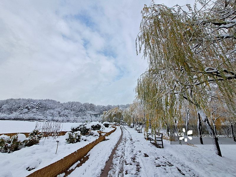 湖滨公园的雪柳小径图片素材