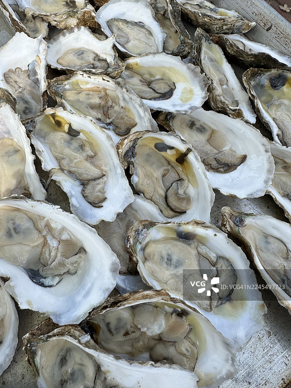 半壳牡蛎图片素材