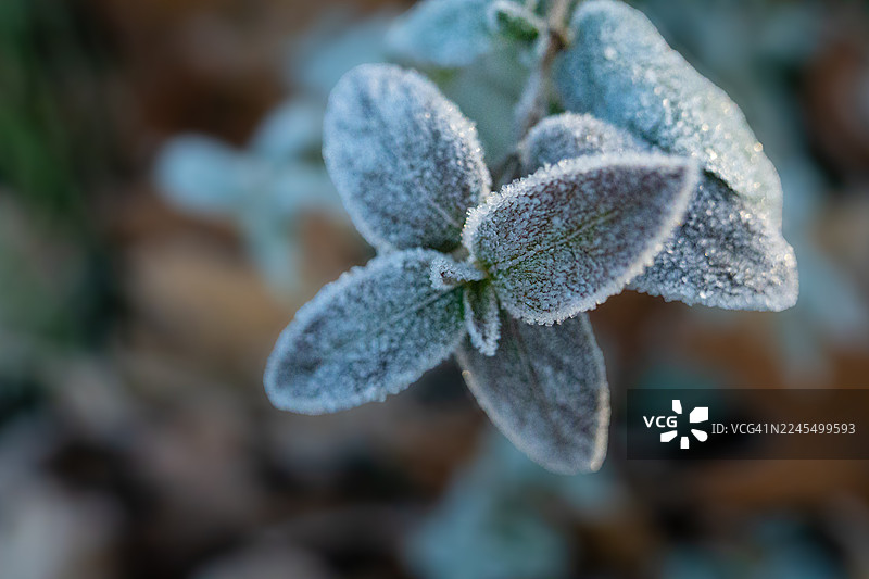 秋季毛叶假马鞭草叶上的霜图片素材