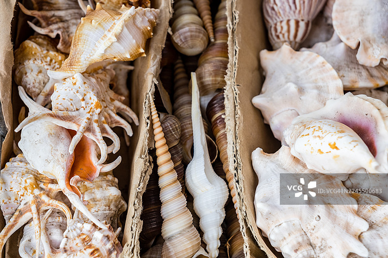 各种棘螺和骨螺贝壳图片素材