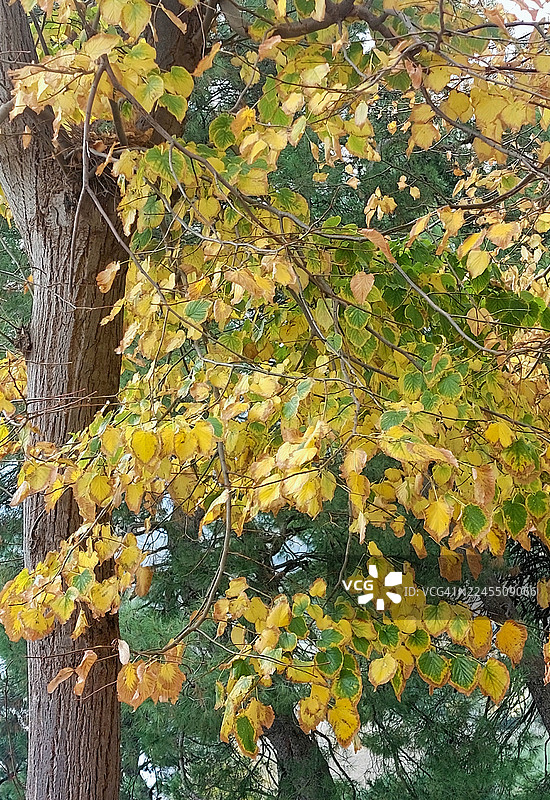 意大利马尔凯地区的秋日色彩图片素材