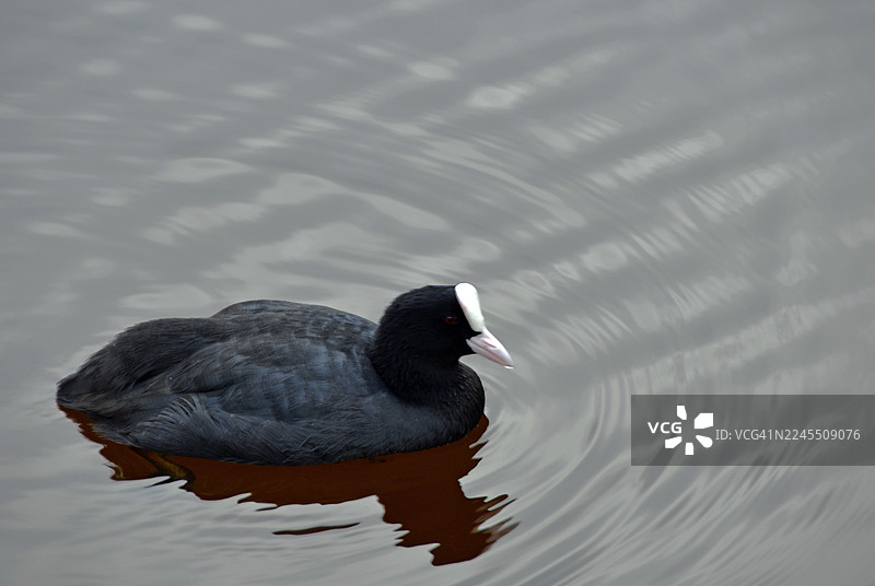 科内罗 - 波尔托诺沃 - 湖边的鸊鷉图片素材