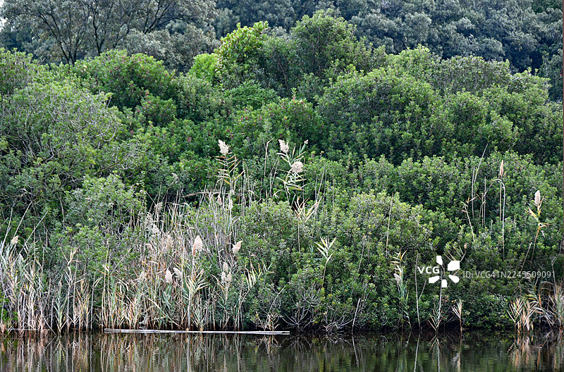 科内罗-波尔托诺沃-大湖植物图片素材